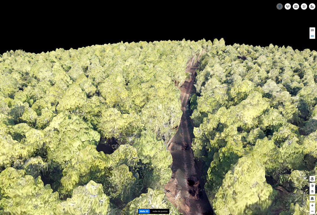 Reconstrucción 3D del pinar de un proyecto de SkyEye Drones